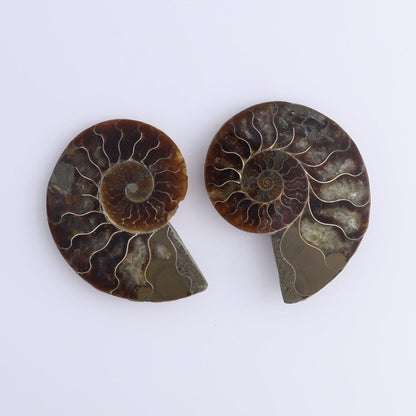 Ammonite Shells Set of 8 - Expert Wholesale and Supplier of Wholesale Crystals & Bulk Gemstones, ["Ammonite","Madagascar","shells"]