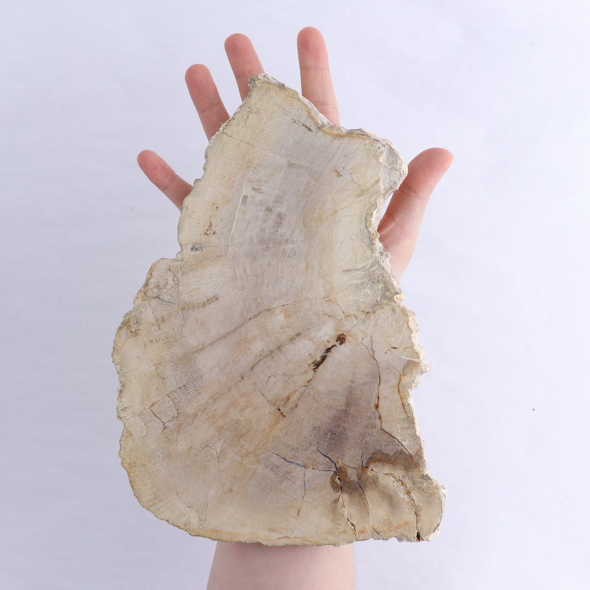Petrified Wood Slices & Slabs Set of 3