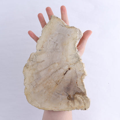 Petrified Wood Slices & Slabs Set of 3