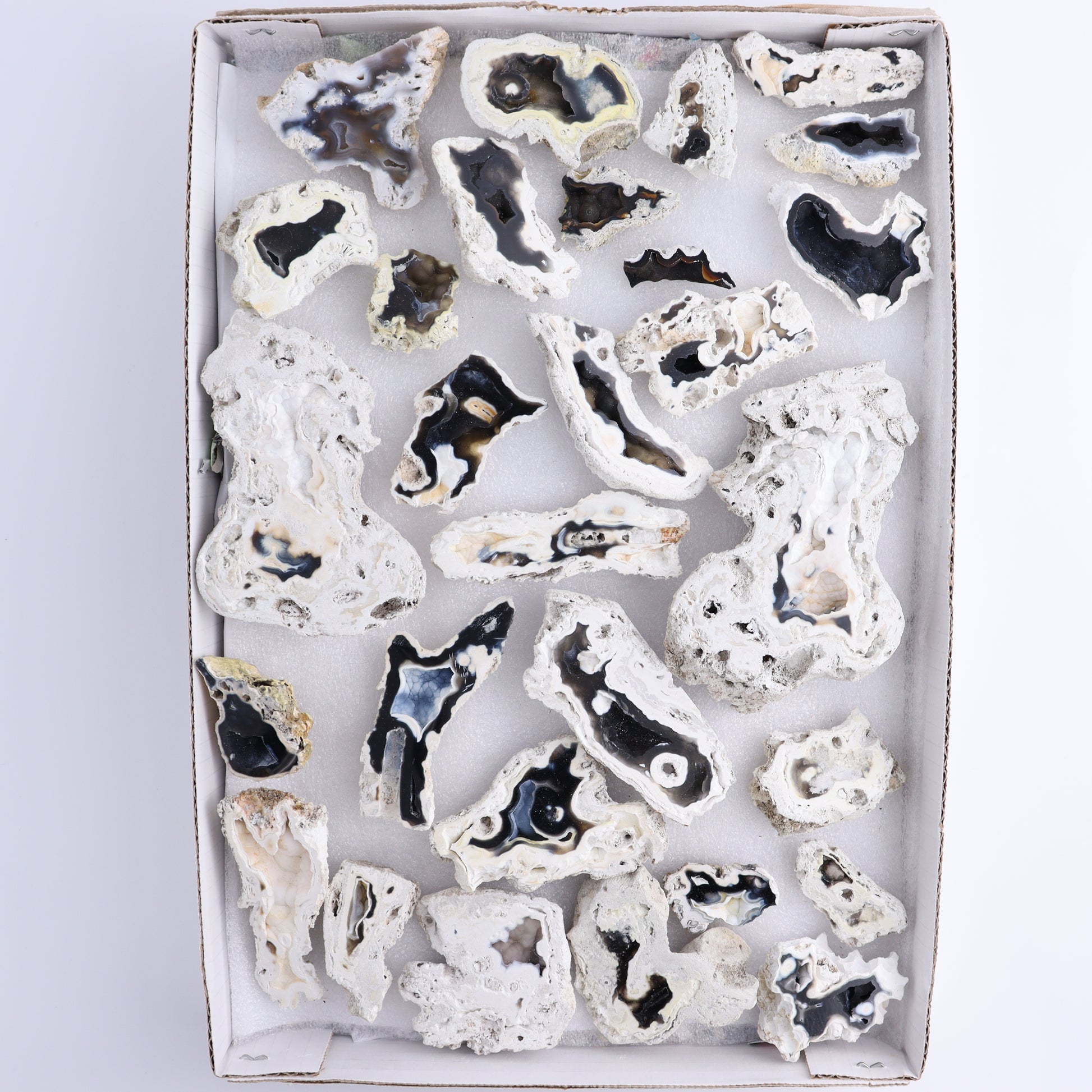 Agatized Coral Flat - Expert Wholesale and Supplier of Wholesale Crystals & Bulk Gemstones, ["Agate","Agatized Coral","Coral","United States"]