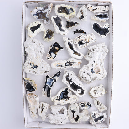 Agatized Coral Flat - Expert Wholesale and Supplier of Wholesale Crystals & Bulk Gemstones, ["Agate","Agatized Coral","Coral","United States"]