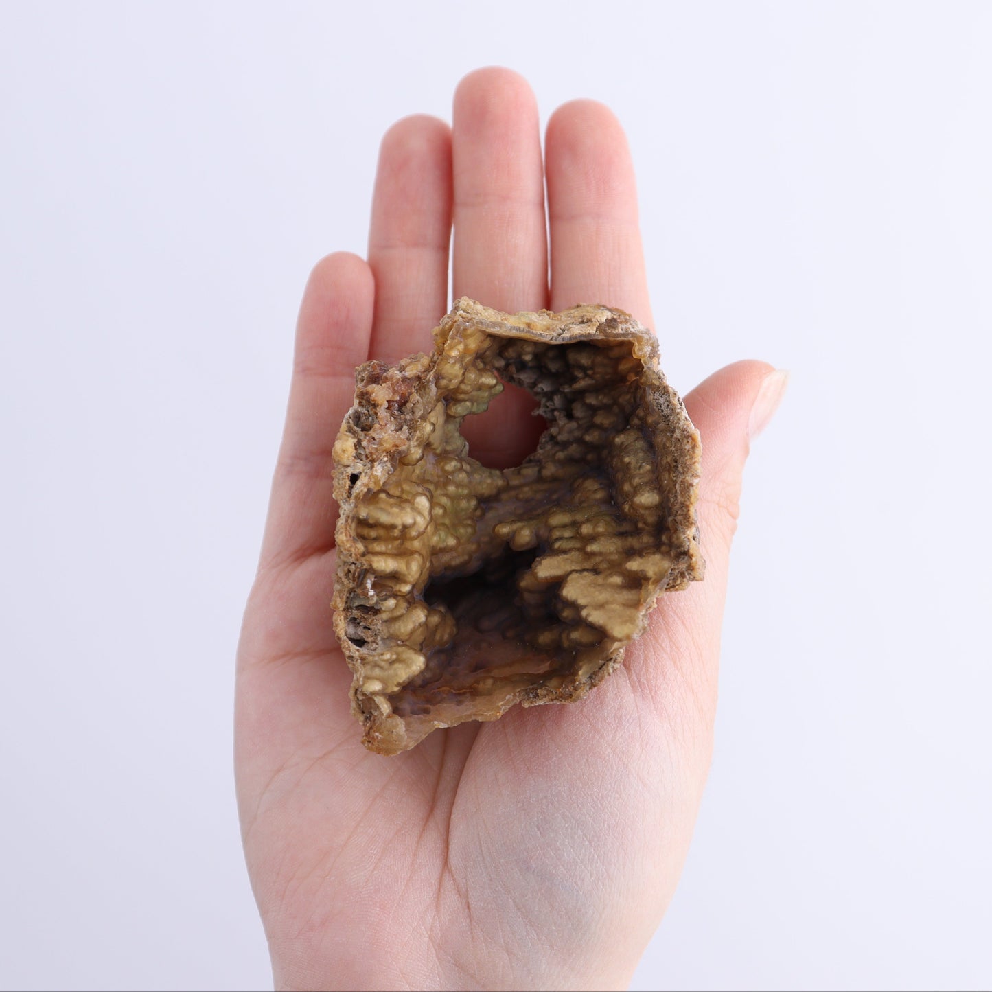 Agatized Coral Flat - Expert Wholesale and Supplier of Wholesale Crystals & Bulk Gemstones, ["Agate","Agatized Coral","Coral","United States"]