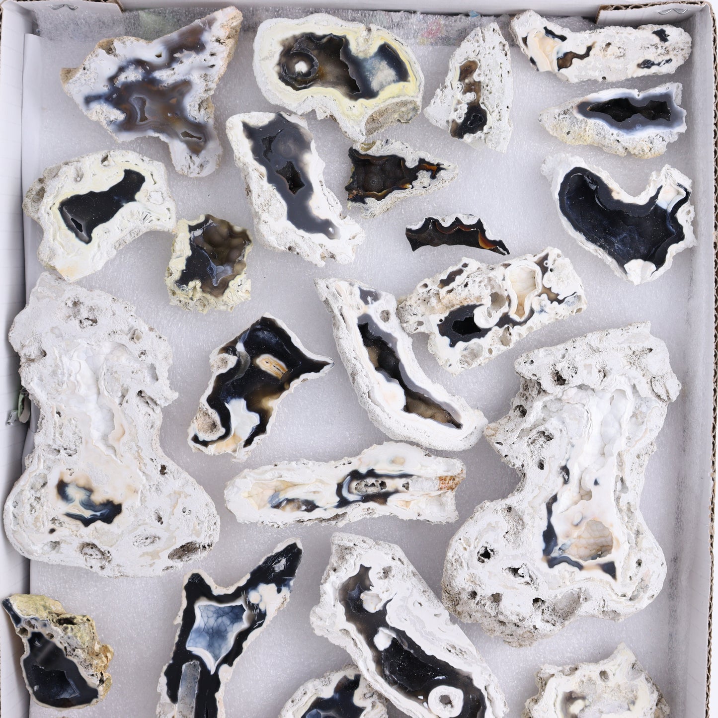 Agatized Coral Flat - Expert Wholesale and Supplier of Wholesale Crystals & Bulk Gemstones, ["Agate","Agatized Coral","Coral","United States"]