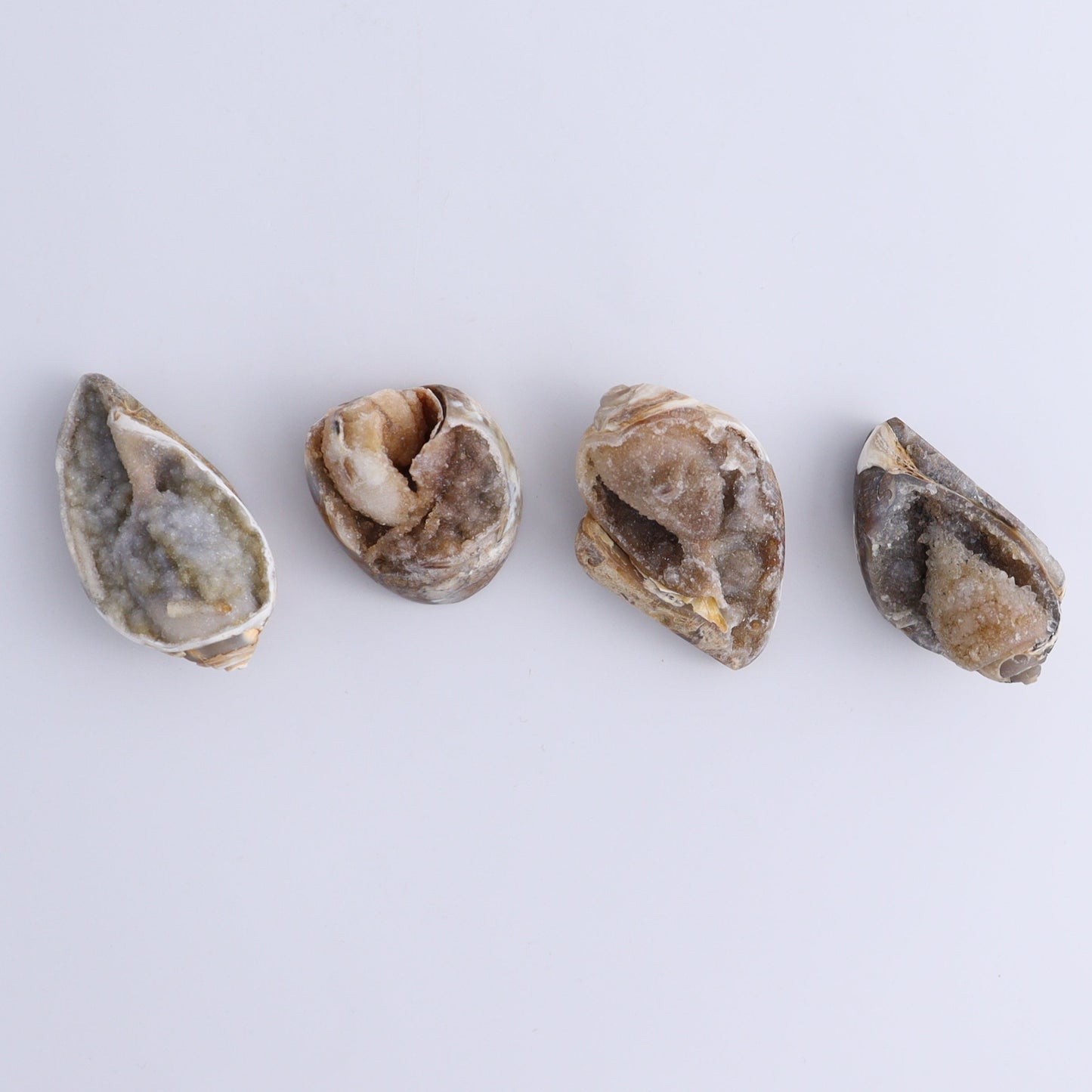 Crystalized Shells Set of 12 - Expert Wholesale and Supplier of Wholesale Crystals & Bulk Gemstones, ["Crystalized Shell","India","shell","shells"]