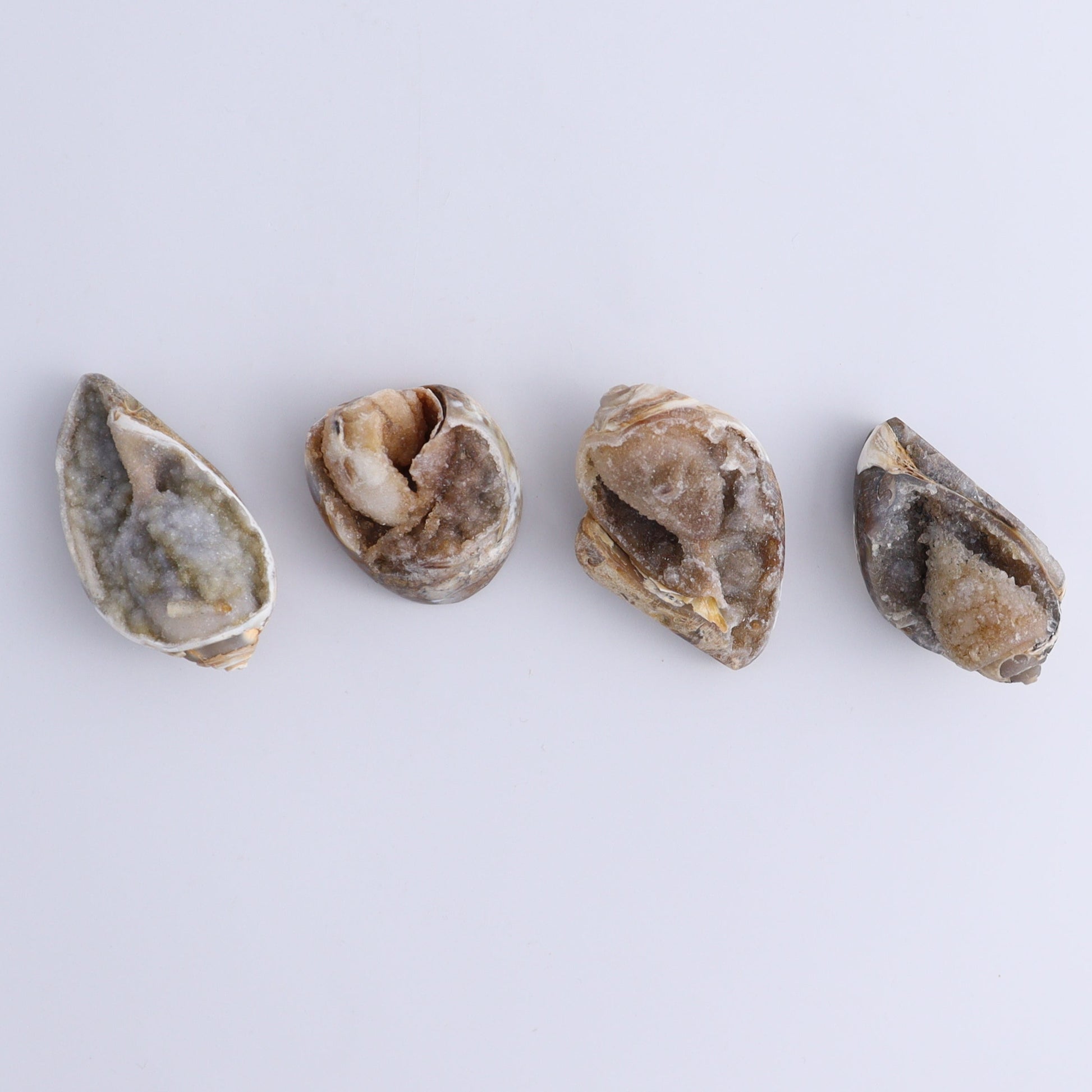 Crystalized Shells Set of 12 - Expert Wholesale and Supplier of Wholesale Crystals & Bulk Gemstones, ["Crystalized Shell","India","shell","shells"]