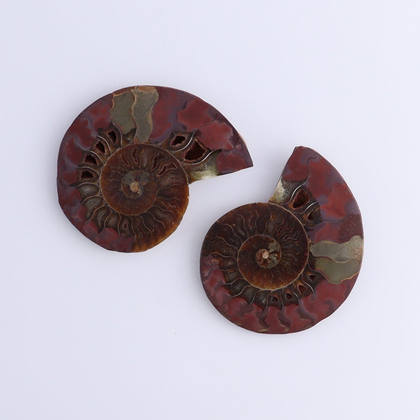 Ammonite Shells Set of 8 - Expert Wholesale and Supplier of Wholesale Crystals & Bulk Gemstones, ["Ammonite","Madagascar","shells"]