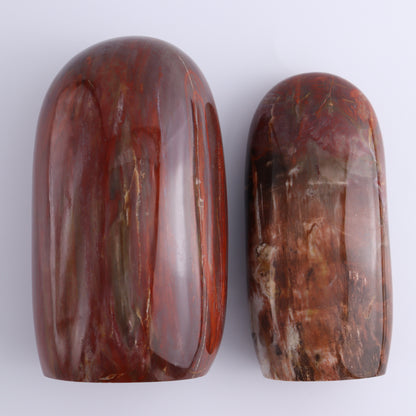 Petrified Wood Freeform Set of 2 - Expert Wholesale and Supplier of Wholesale Crystals & Bulk Gemstones, ["Freeforms","Madagascar","Petrified Wood"]