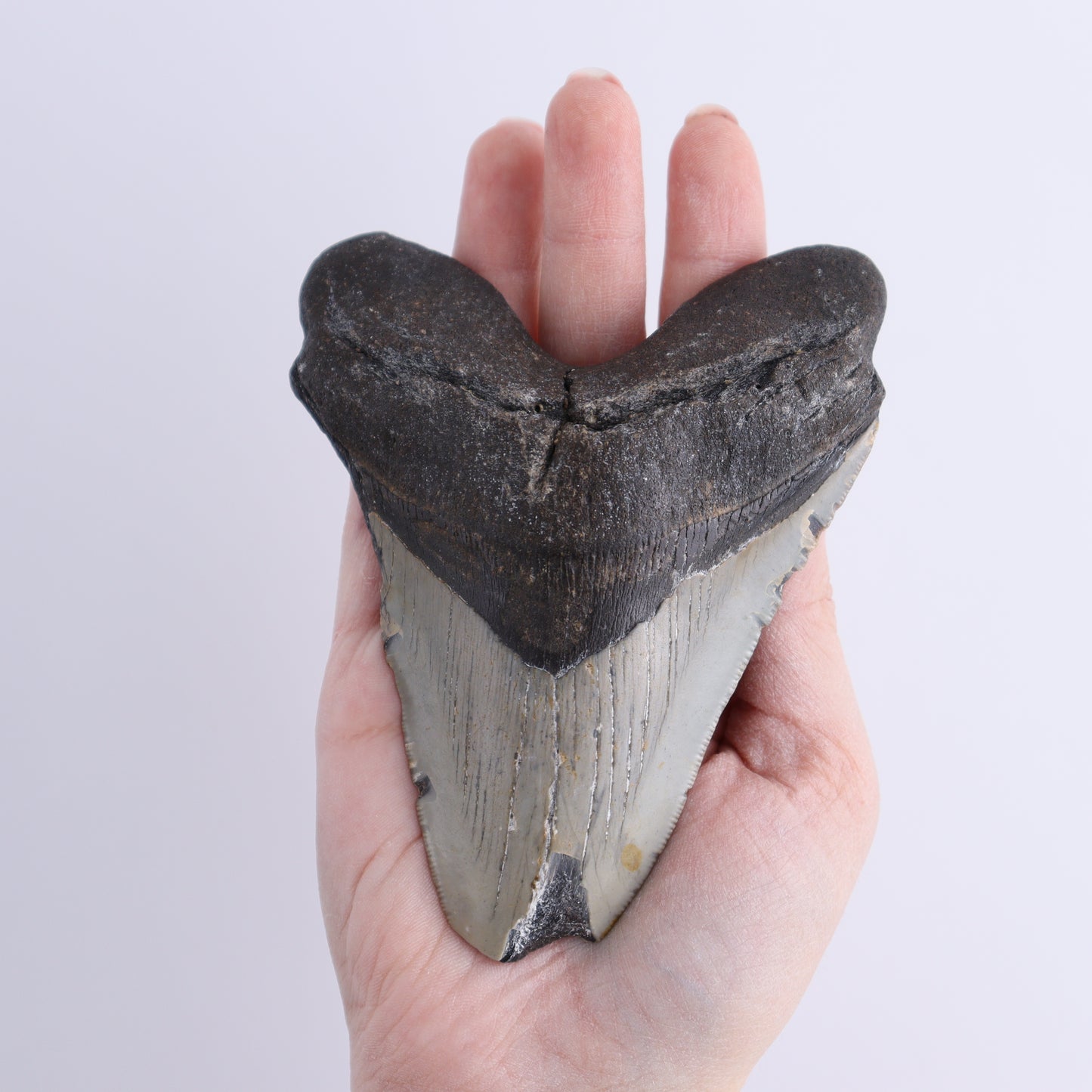 Megalodon Tooth - Expert Wholesale and Supplier of Wholesale Crystals & Bulk Gemstones, ["Megalodon Teeth","United States"]