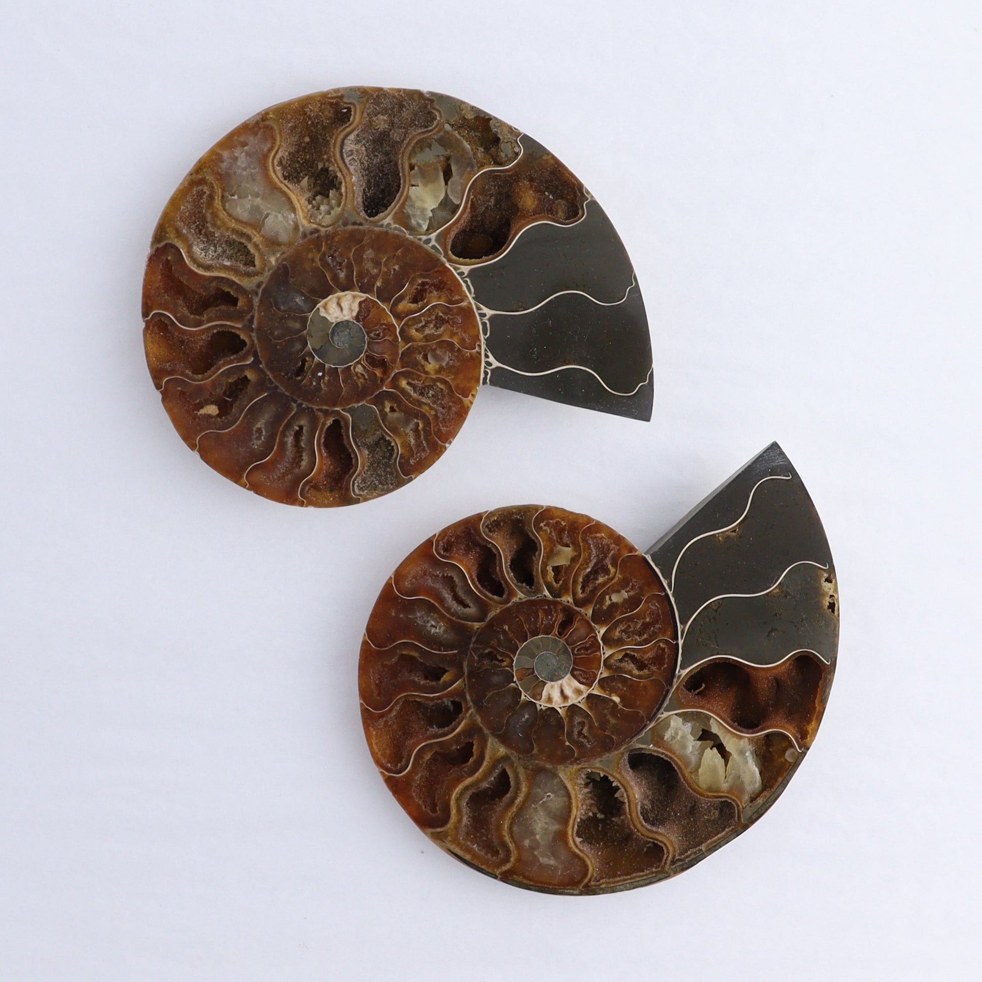 Ammonite Shells Set of 6 - Expert Wholesale and Supplier of Wholesale Crystals & Bulk Gemstones, ["Ammonite","Madagascar","shells"]