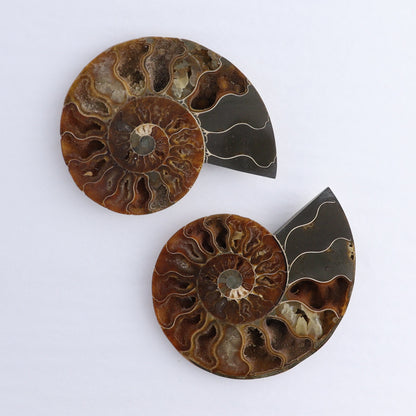 Ammonite Shells Set of 6 - Expert Wholesale and Supplier of Wholesale Crystals & Bulk Gemstones, ["Ammonite","Madagascar","shells"]