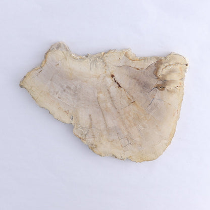 Petrified Wood Slices & Slabs Set of 3