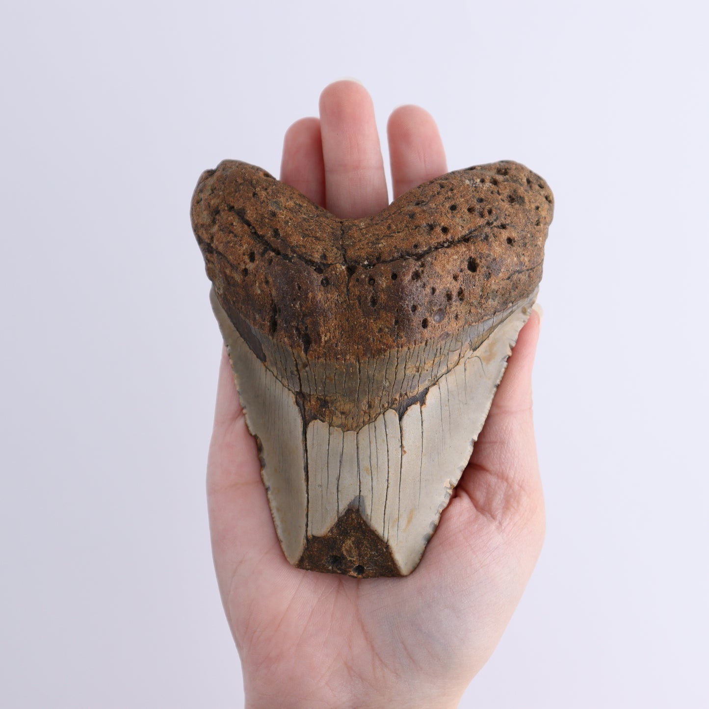 Megalodon Teeth Set of 3 - Expert Wholesale and Supplier of Wholesale Crystals & Bulk Gemstones, ["Megalodon Teeth","United States"]