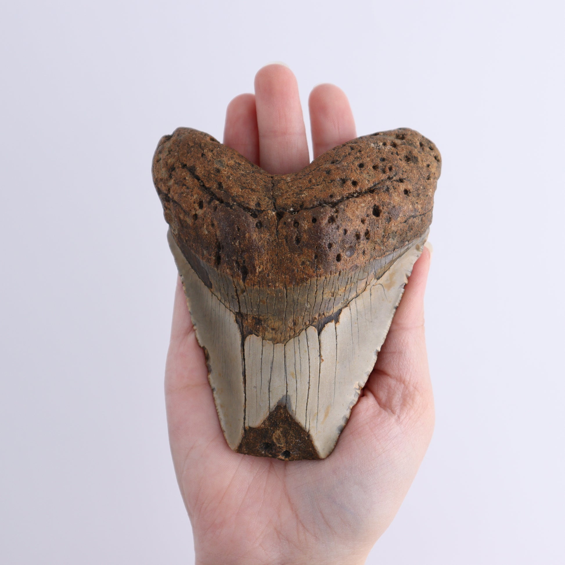 Megalodon Teeth Set of 3 - Expert Wholesale and Supplier of Wholesale Crystals & Bulk Gemstones, ["Megalodon Teeth","United States"]