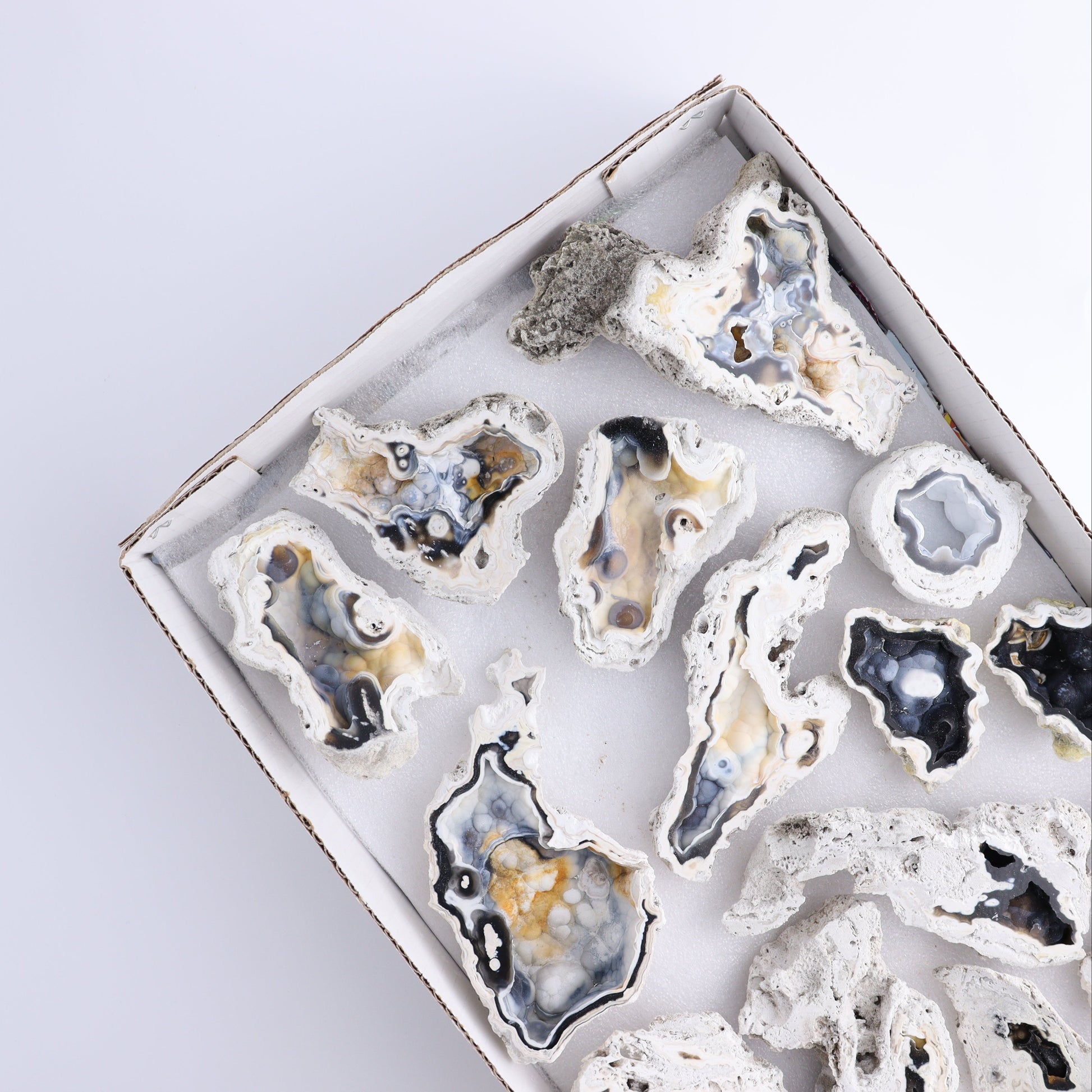 Agatized Coral Flat - Expert Wholesale and Supplier of Wholesale Crystals & Bulk Gemstones, ["Agate","Agatized Coral","Coral","United States"]