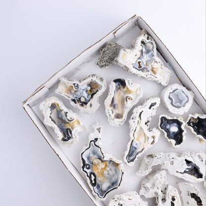 Agatized Coral Flat - Expert Wholesale and Supplier of Wholesale Crystals & Bulk Gemstones, ["Agate","Agatized Coral","Coral","United States"]