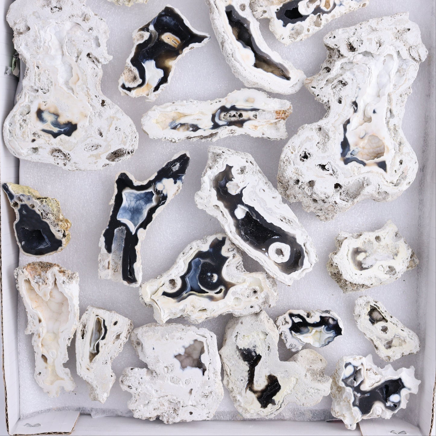 Agatized Coral Flat - Expert Wholesale and Supplier of Wholesale Crystals & Bulk Gemstones, ["Agate","Agatized Coral","Coral","United States"]