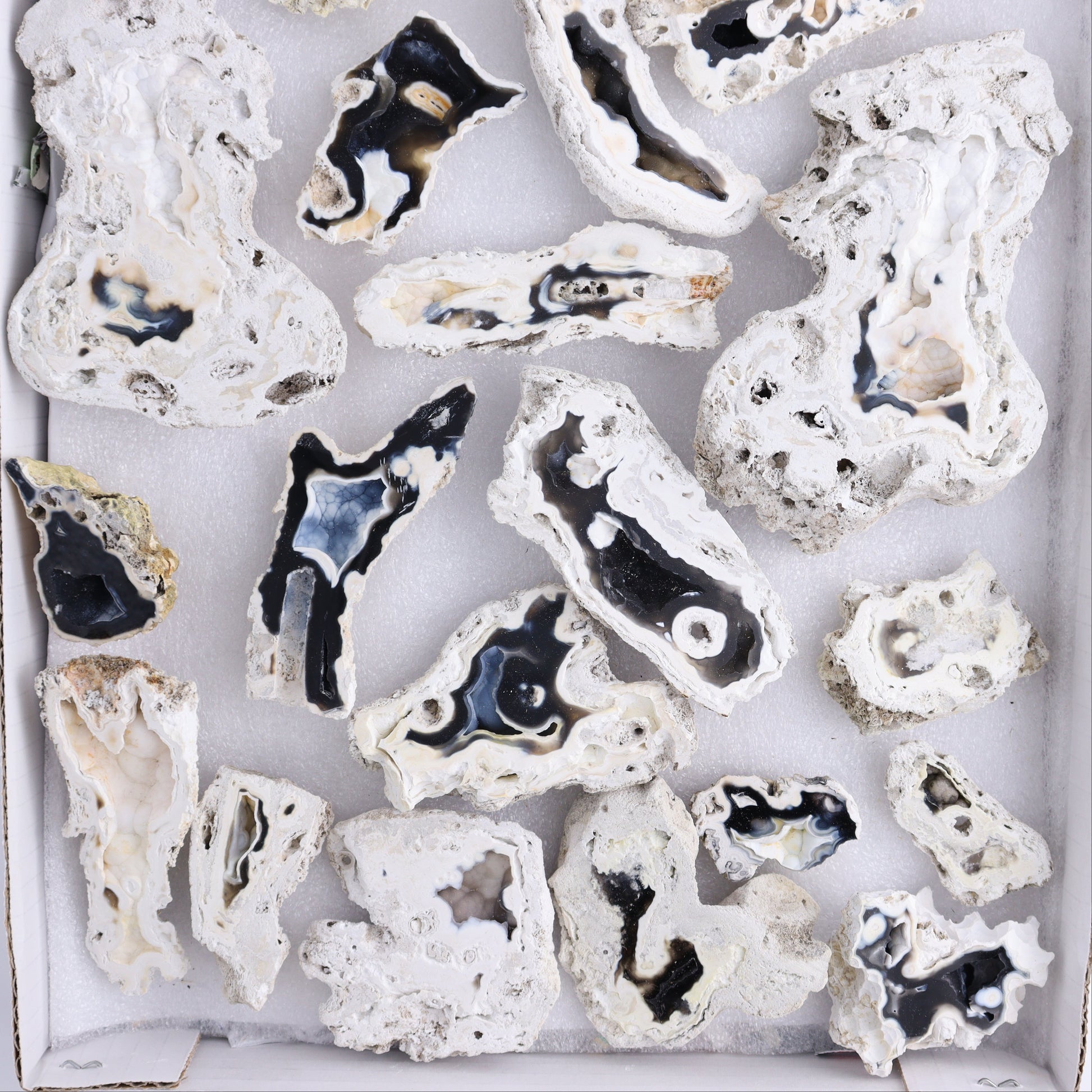 Agatized Coral Flat - Expert Wholesale and Supplier of Wholesale Crystals & Bulk Gemstones, ["Agate","Agatized Coral","Coral","United States"]