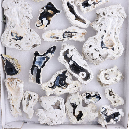 Agatized Coral Flat - Expert Wholesale and Supplier of Wholesale Crystals & Bulk Gemstones, ["Agate","Agatized Coral","Coral","United States"]