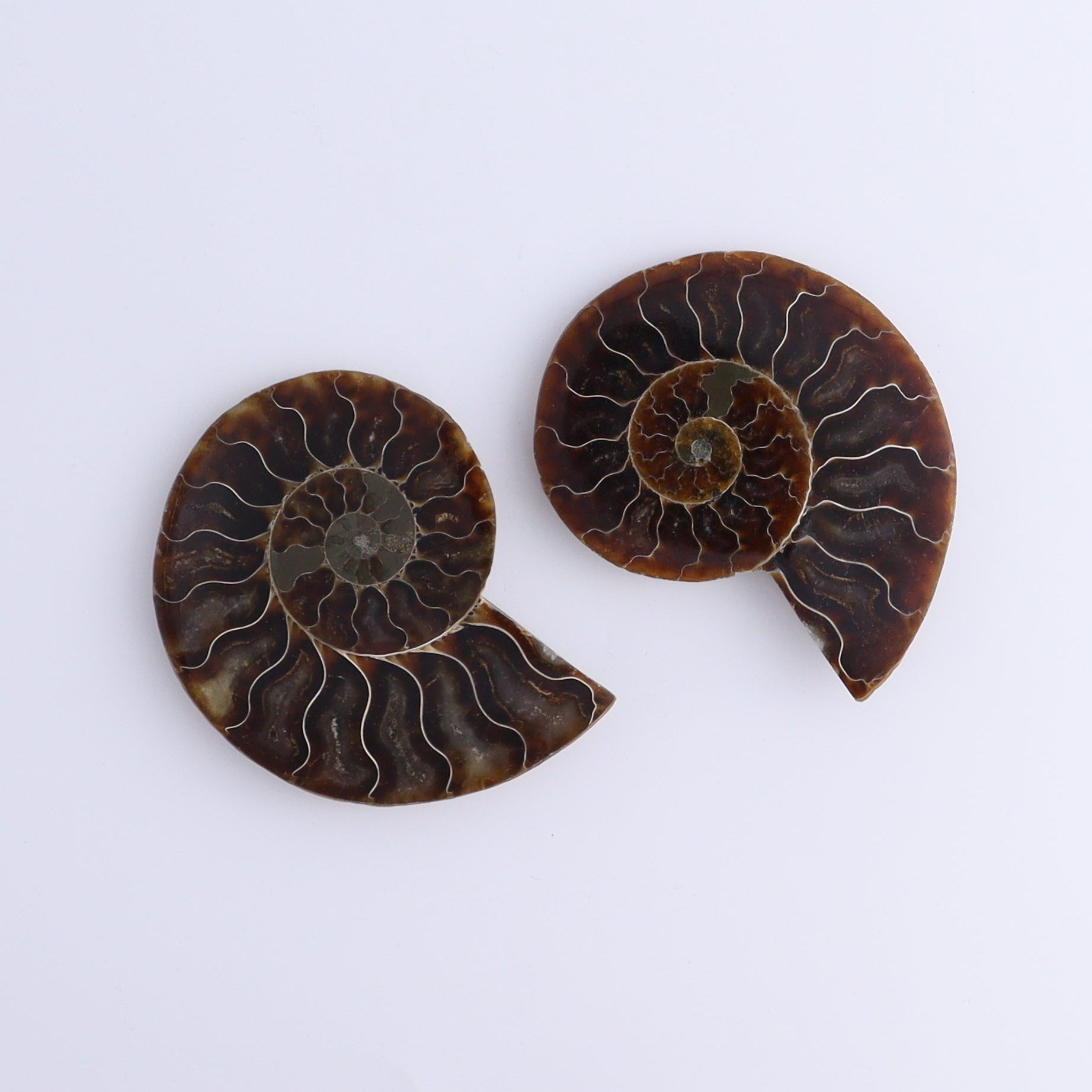 Ammonite Shells Set of 8 - Expert Wholesale and Supplier of Wholesale Crystals & Bulk Gemstones, ["Ammonite","Madagascar","shells"]