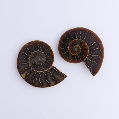 Ammonite Shells Set of 8 - Expert Wholesale and Supplier of Wholesale Crystals & Bulk Gemstones, ["Ammonite","Madagascar","shells"]