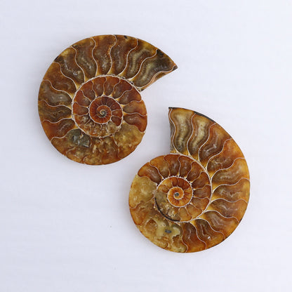 Ammonite Shells Set of 6 - Expert Wholesale and Supplier of Wholesale Crystals & Bulk Gemstones, ["Ammonite","Madagascar","shells"]