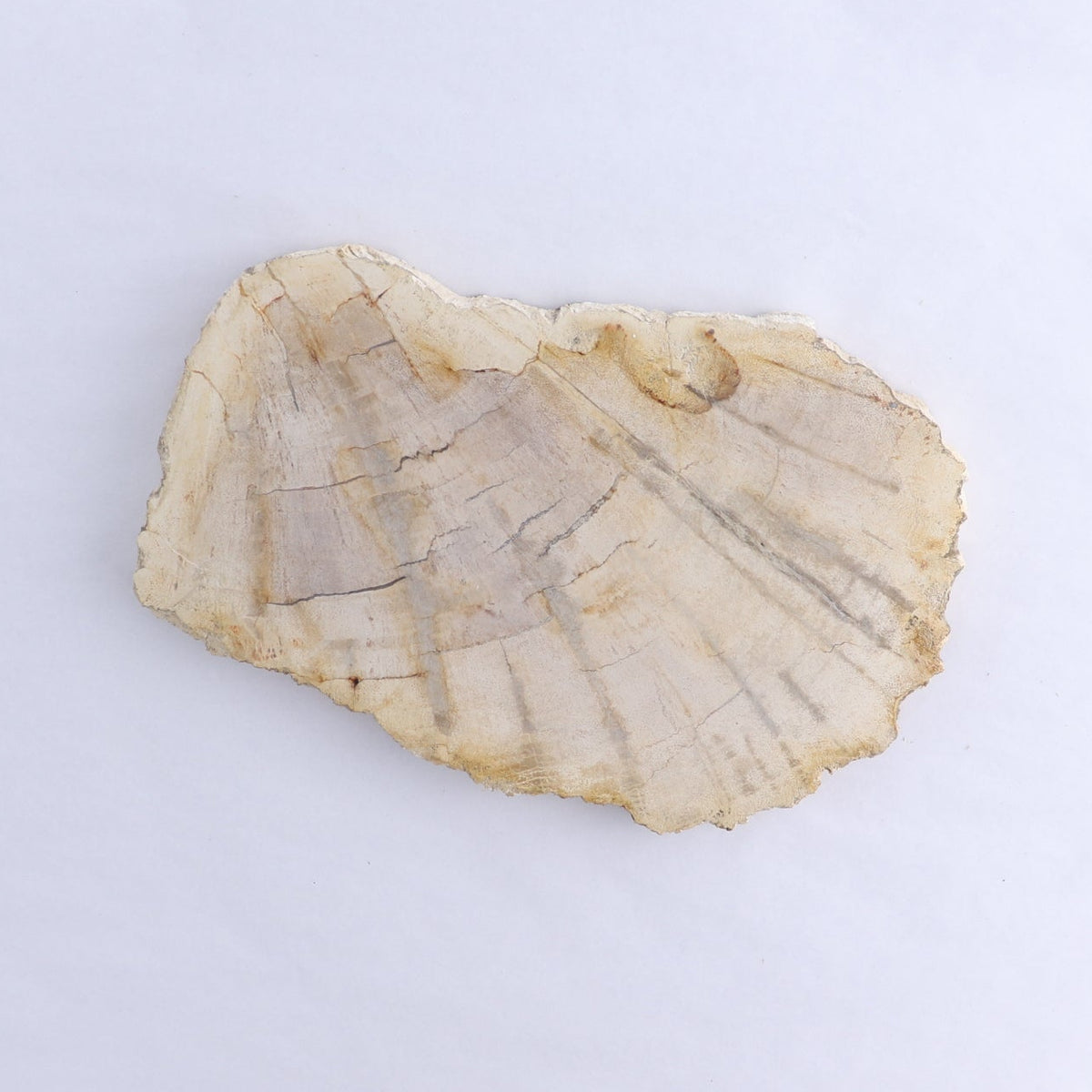 Petrified Wood Slices & Slabs Set of 3