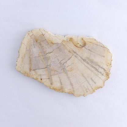 Petrified Wood Slices & Slabs Set of 3