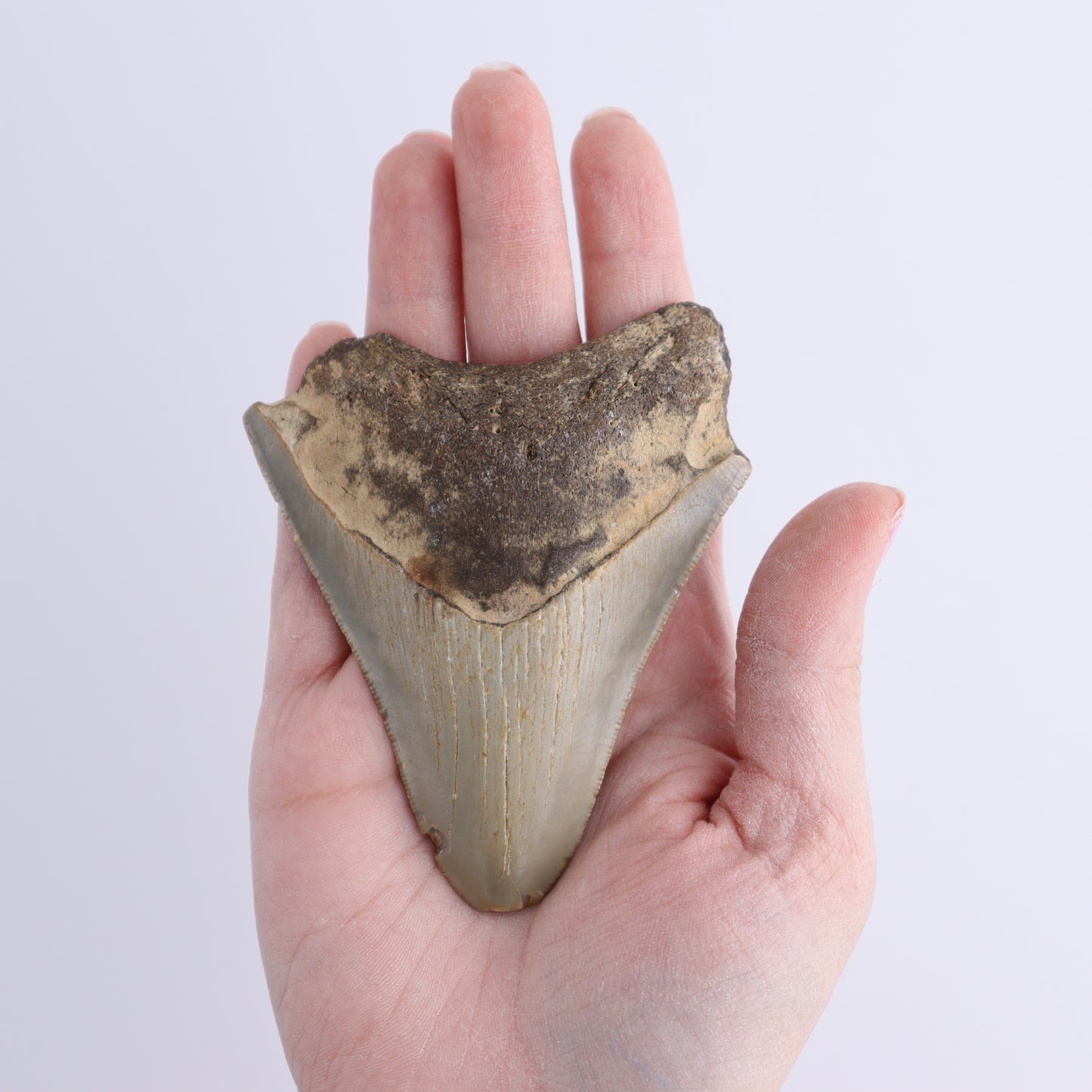 Megalodon Teeth Set of 2 - Expert Wholesale and Supplier of Wholesale Crystals & Bulk Gemstones, ["Megalodon Teeth","United States"]