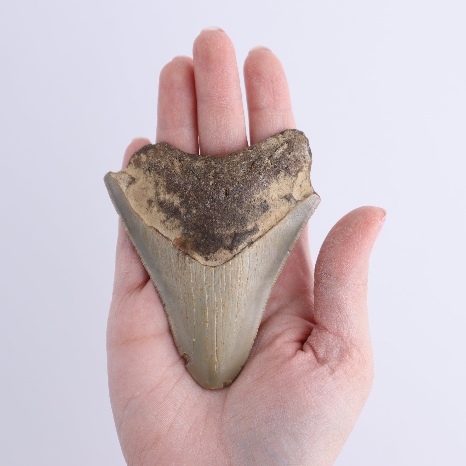 Megalodon Teeth Set of 2 - Expert Wholesale and Supplier of Wholesale Crystals & Bulk Gemstones, ["Megalodon Teeth","United States"]