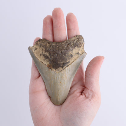 Megalodon Teeth Set of 2 - Expert Wholesale and Supplier of Wholesale Crystals & Bulk Gemstones, ["Megalodon Teeth","United States"]