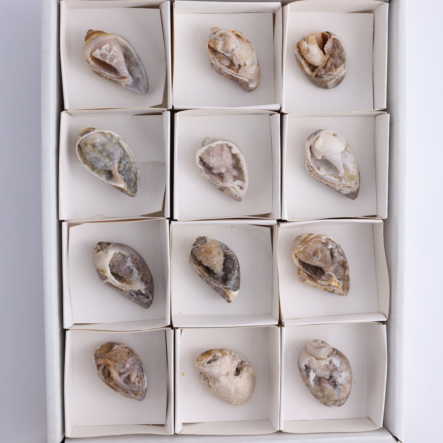 Crystalized Shells Set of 12 - Expert Wholesale and Supplier of Wholesale Crystals & Bulk Gemstones, ["Crystalized Shell","India","shell","shells"]