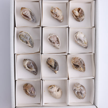 Crystalized Shells Set of 12 - Expert Wholesale and Supplier of Wholesale Crystals & Bulk Gemstones, ["Crystalized Shell","India","shell","shells"]