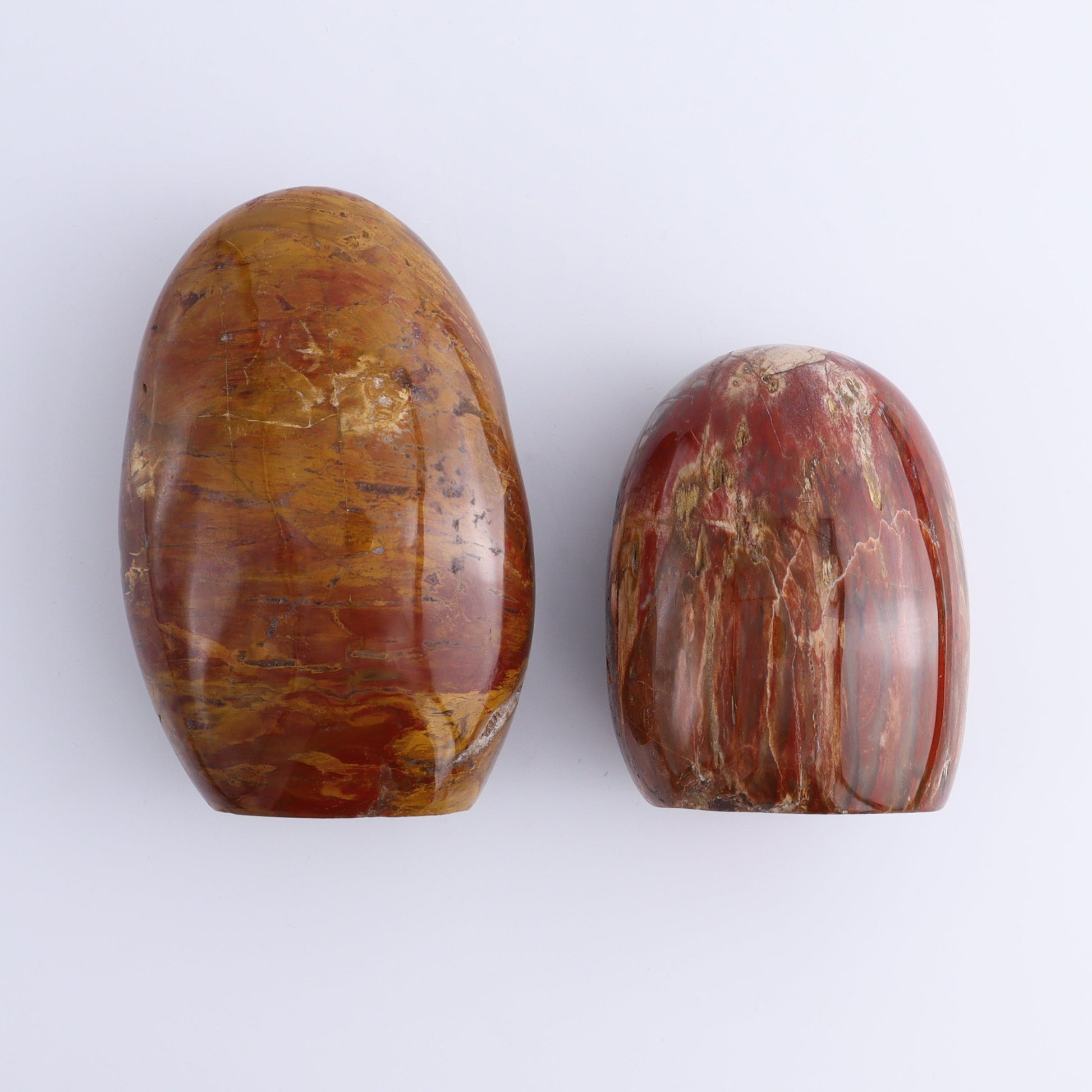 Petrified Wood Freeforms Set of 6 - Expert Wholesale and Supplier of Wholesale Crystals & Bulk Gemstones, ["Freeform","Freeforms","Madagascar","Petrified Wood"]