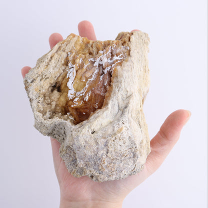 Agatized Coral Flat - Expert Wholesale and Supplier of Wholesale Crystals & Bulk Gemstones, ["Agate","Agatized Coral","Coral","United States"]