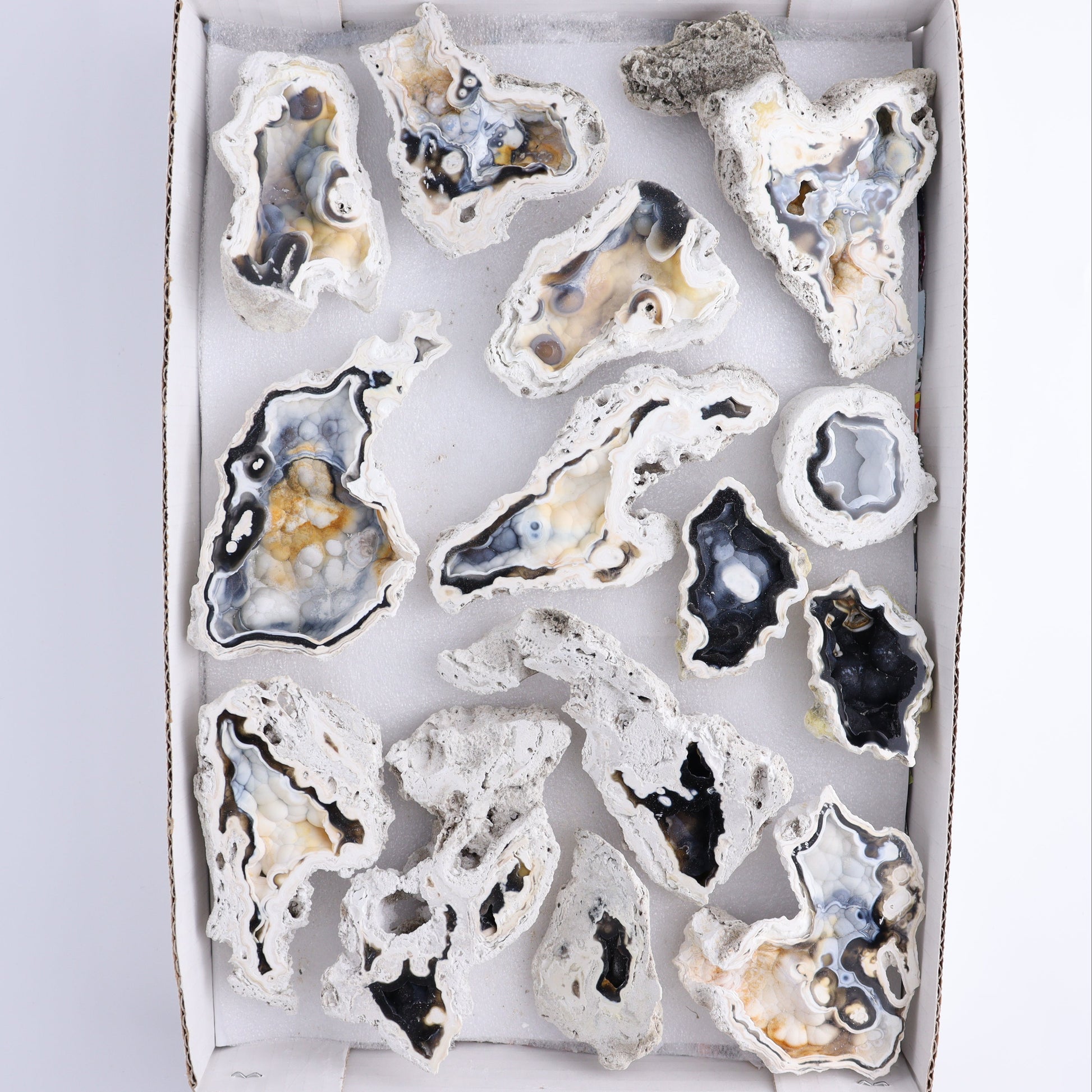 Agatized Coral Flat - Expert Wholesale and Supplier of Wholesale Crystals & Bulk Gemstones, ["Agate","Agatized Coral","Coral","United States"]
