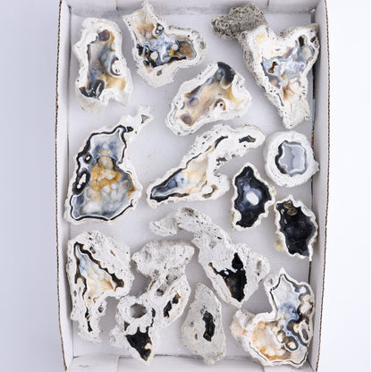 Agatized Coral Flat - Expert Wholesale and Supplier of Wholesale Crystals & Bulk Gemstones, ["Agate","Agatized Coral","Coral","United States"]