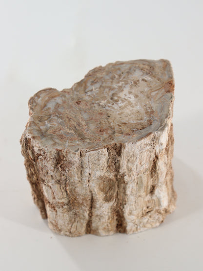 Petrified Wood Logs Set of 2 - Expert Supplier of Wholesale Crystals & Bulk Gemstones