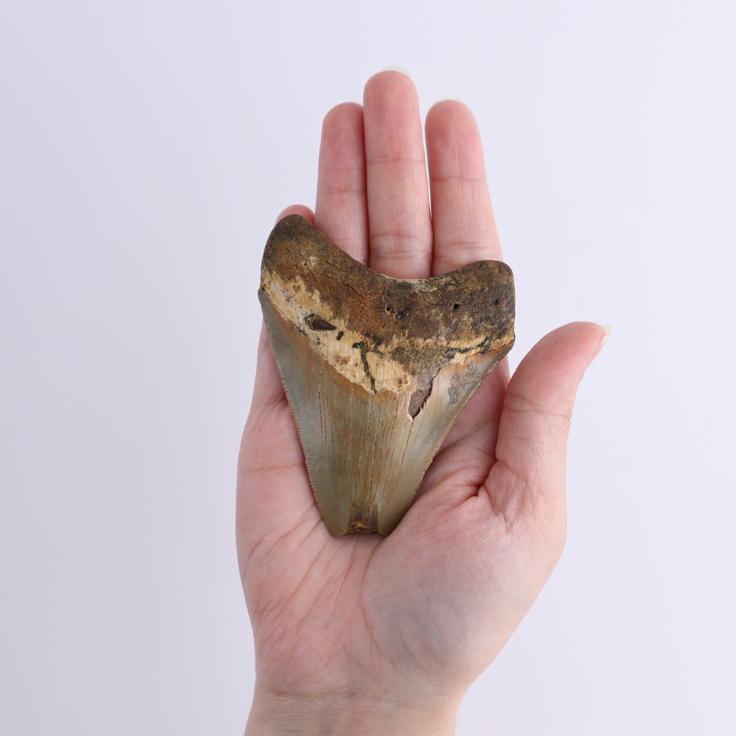 Megalodon Teeth Set of 3 - Expert Wholesale and Supplier of Wholesale Crystals & Bulk Gemstones, ["Megalodon Teeth","United States"]