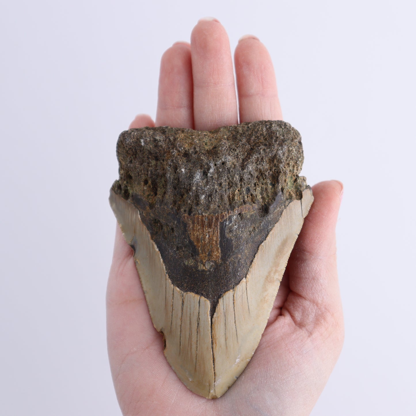 Megalodon Teeth Set of 2 - Expert Wholesale and Supplier of Wholesale Crystals & Bulk Gemstones, ["Megalodon Teeth","United States"]