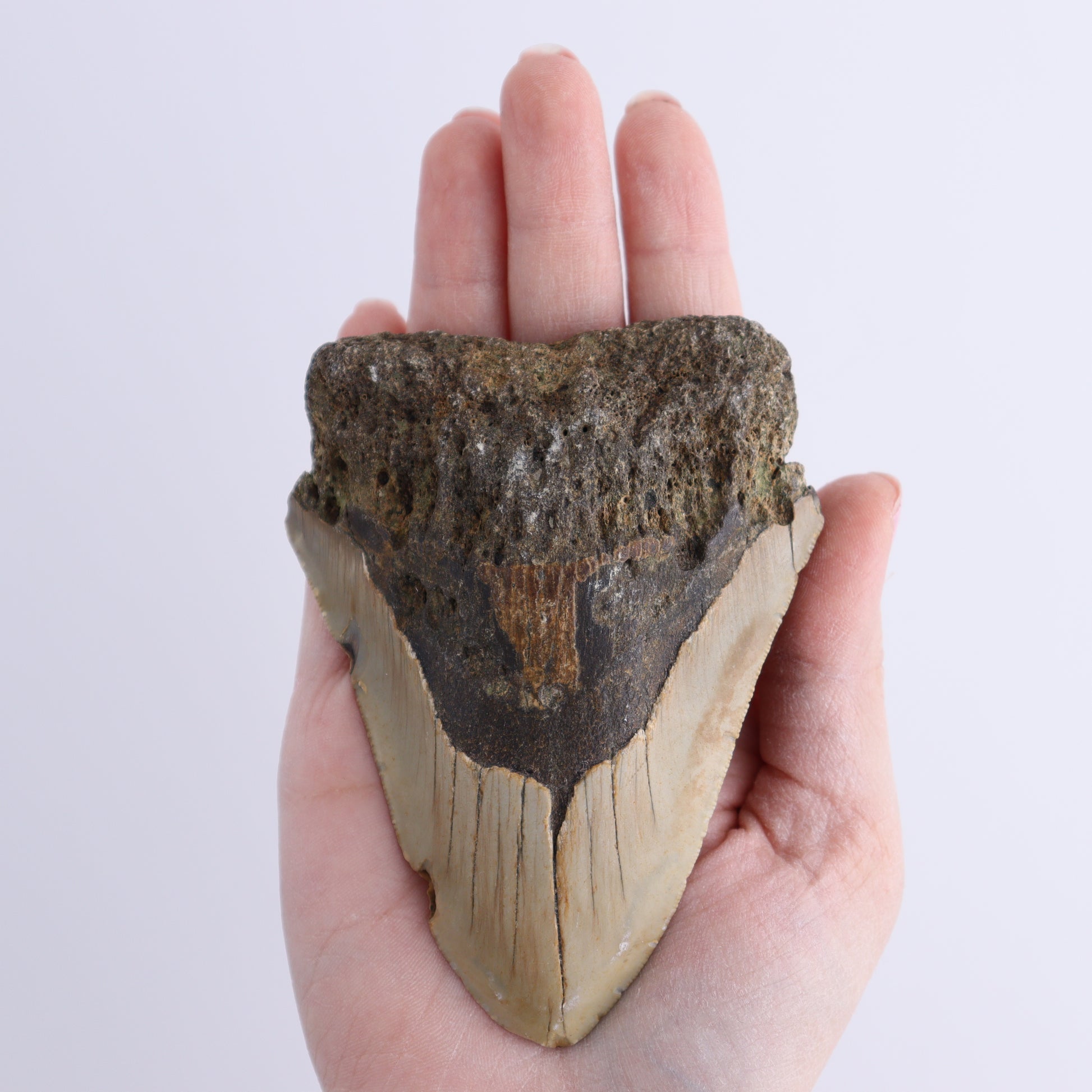 Megalodon Teeth Set of 2 - Expert Wholesale and Supplier of Wholesale Crystals & Bulk Gemstones, ["Megalodon Teeth","United States"]