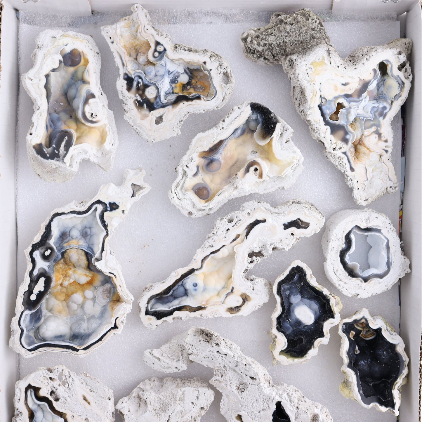 Agatized Coral Flat - Expert Wholesale and Supplier of Wholesale Crystals & Bulk Gemstones, ["Agate","Agatized Coral","Coral","United States"]