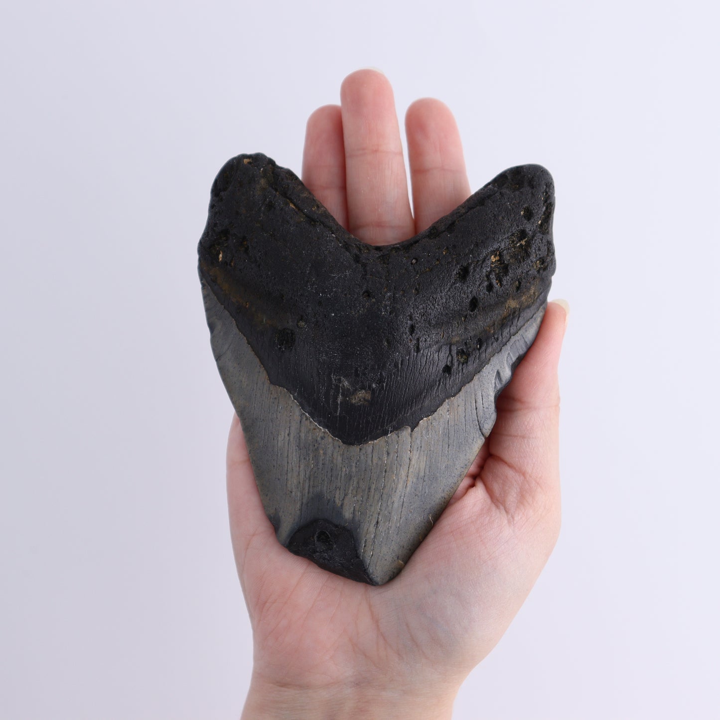 Megalodon Teeth Set of 3 - Expert Wholesale and Supplier of Wholesale Crystals & Bulk Gemstones, ["Megalodon Teeth","United States"]