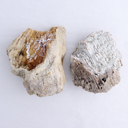 Agatized Coral Flat - Expert Wholesale and Supplier of Wholesale Crystals & Bulk Gemstones, ["Agate","Agatized Coral","Coral","United States"]