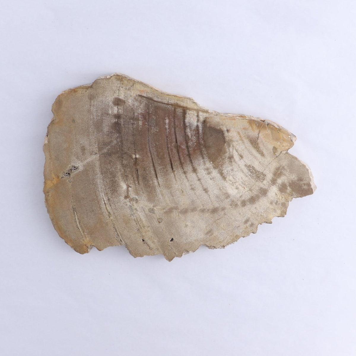 Petrified Wood Slices & Slabs Set of 3