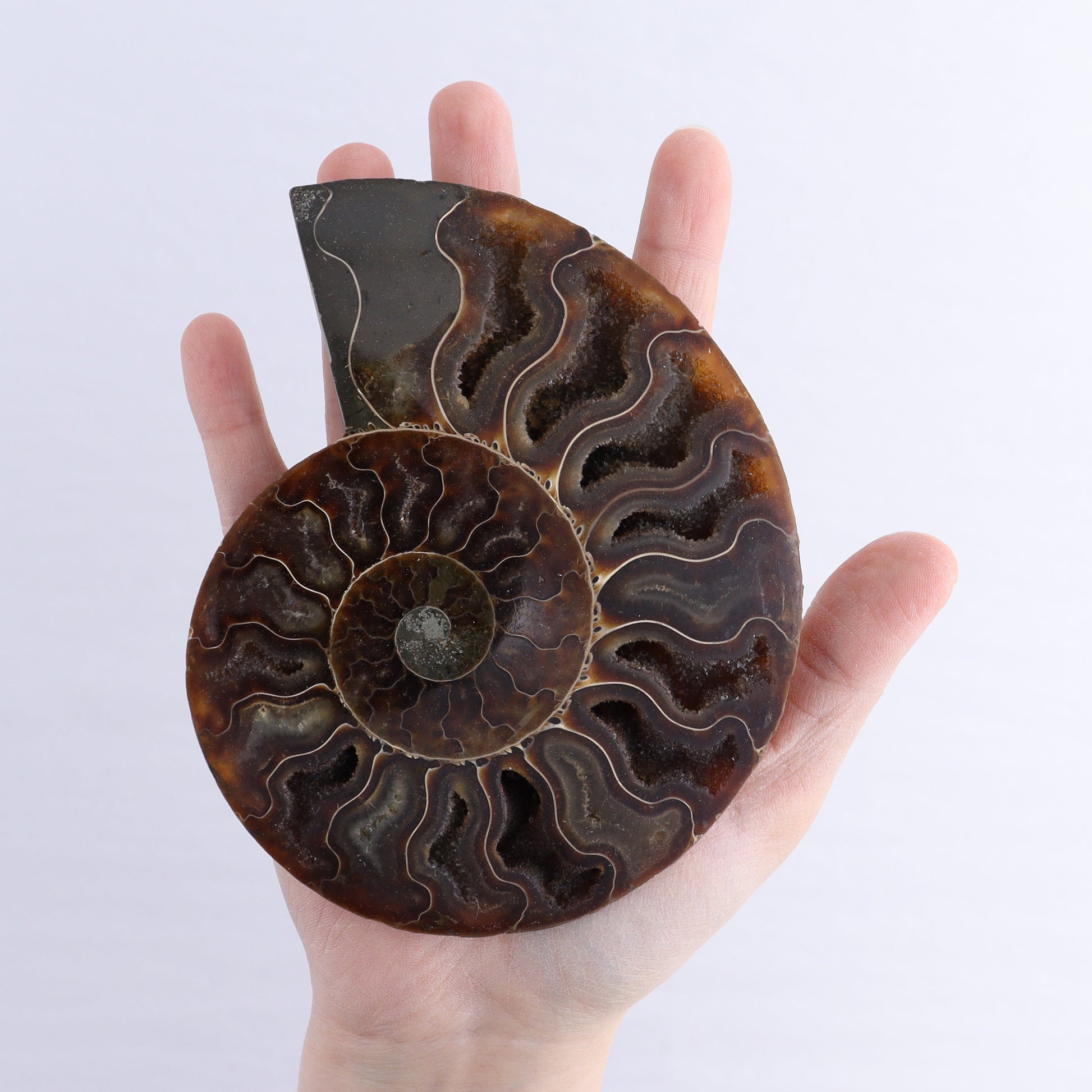 Ammonite Shells Set of 6 - Expert Wholesale and Supplier of Wholesale Crystals & Bulk Gemstones, ["Ammonite","Madagascar","shells"]
