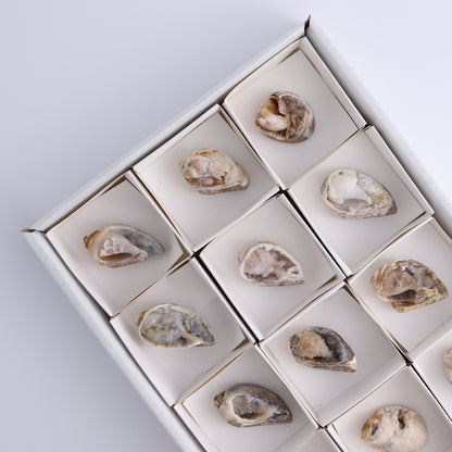 Crystalized Shells Set of 12 - Expert Wholesale and Supplier of Wholesale Crystals & Bulk Gemstones, ["Crystalized Shell","India","shell","shells"]