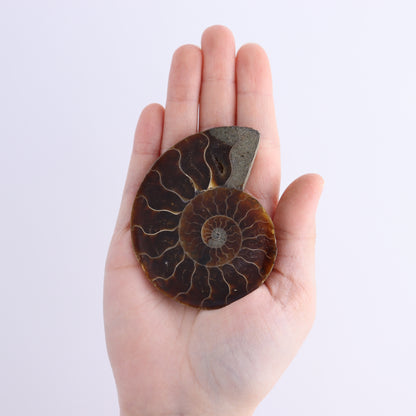 Ammonite Shells Set of 8 - Expert Wholesale and Supplier of Wholesale Crystals & Bulk Gemstones, ["Ammonite","Madagascar","shells"]