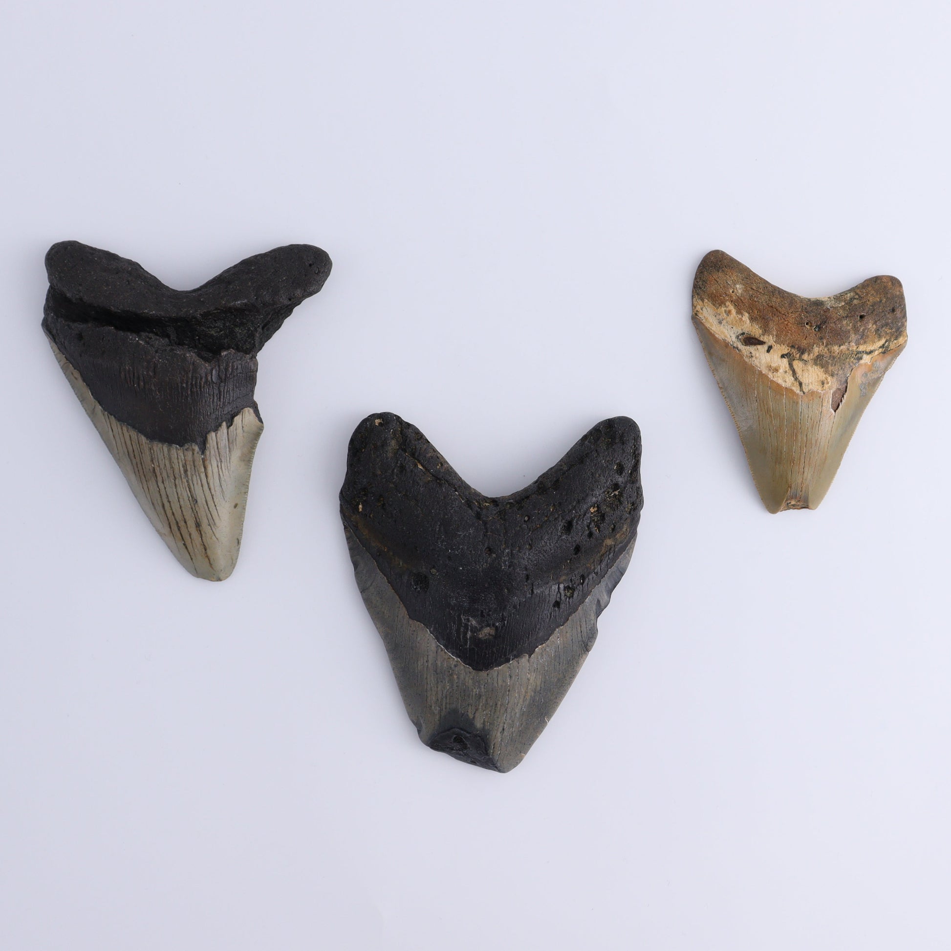 Megalodon Teeth Set of 3 - Expert Wholesale and Supplier of Wholesale Crystals & Bulk Gemstones, ["Megalodon Teeth","United States"]