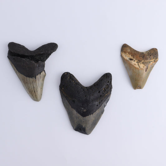 Megalodon Teeth Set of 3 - Expert Wholesale and Supplier of Wholesale Crystals & Bulk Gemstones, ["Megalodon Teeth","United States"]