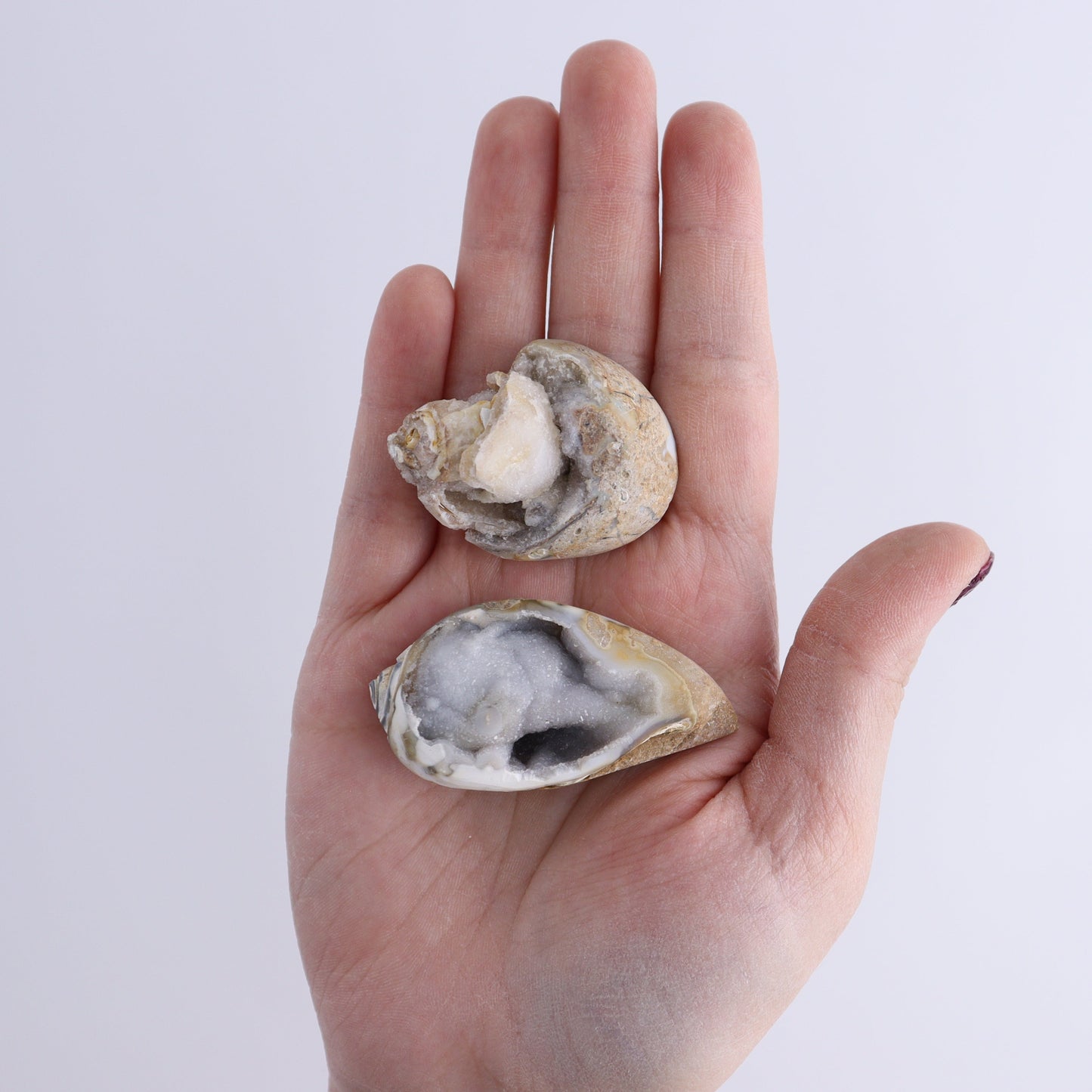 Crystalized Shells Set of 12 - Expert Wholesale and Supplier of Wholesale Crystals & Bulk Gemstones, ["Crystalized Shell","India","shell","shells"]